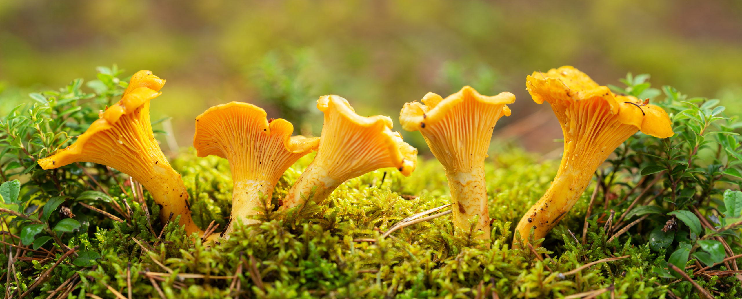 7 sientä joita on helppo kasvattaa kotona